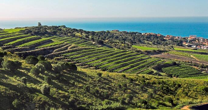 View of the Mediterranean sea from Alella Vinicola vineyards