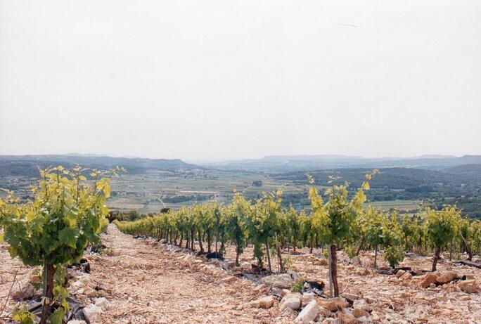 Vineyards at Chateau St. Nabor